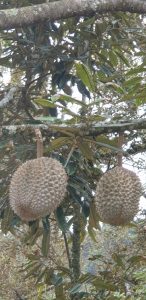 Huge Musang King