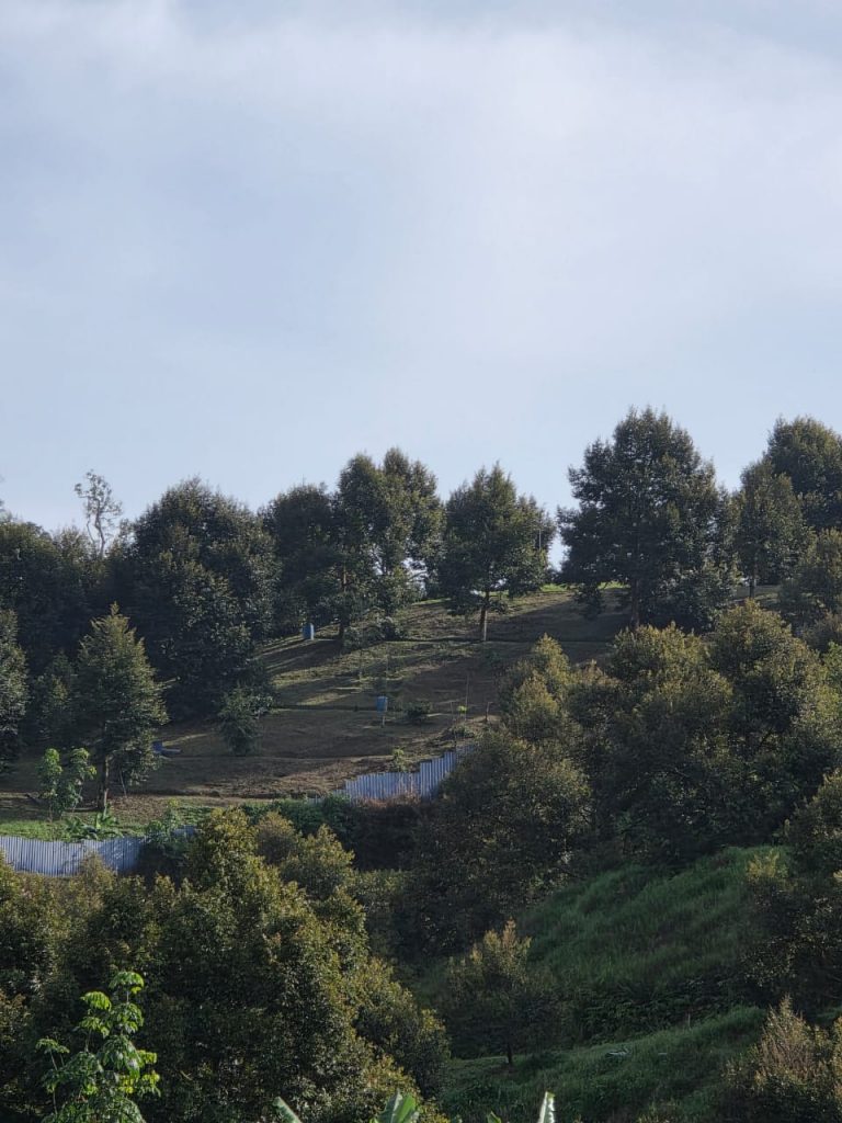 Durian orchard Malaysia fresh durian farm Wow Durian