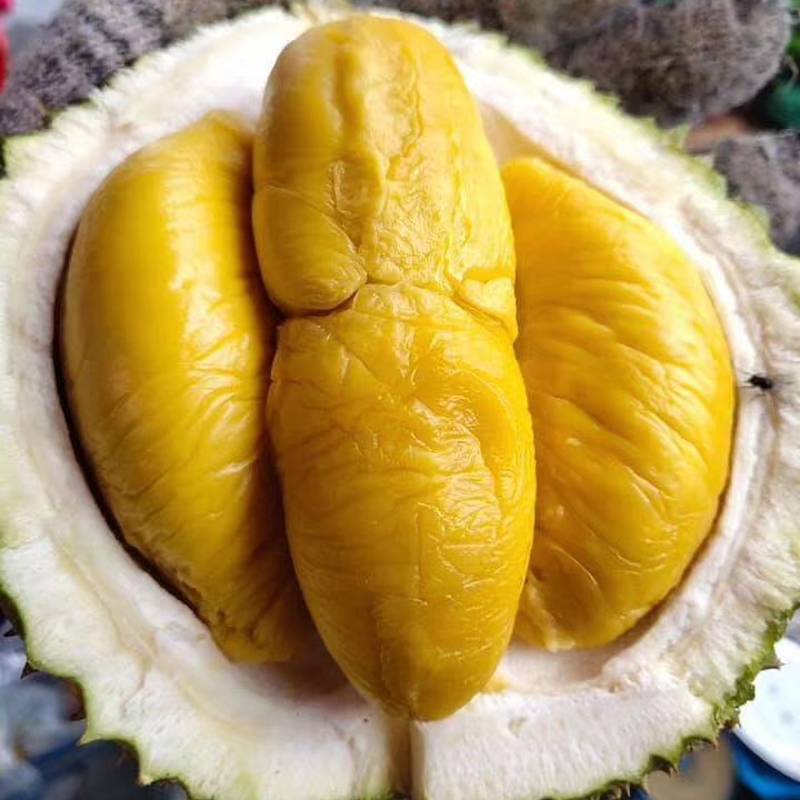Musang King durian premium yellow flesh Malaysia