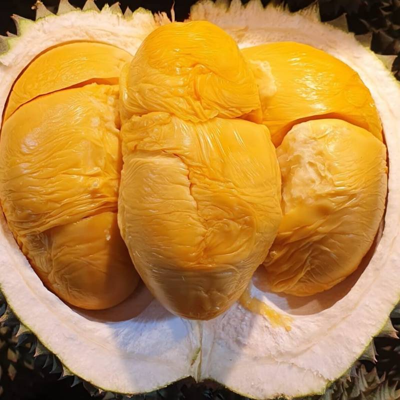 Premium Black Thorn durian rich golden flesh Malaysia