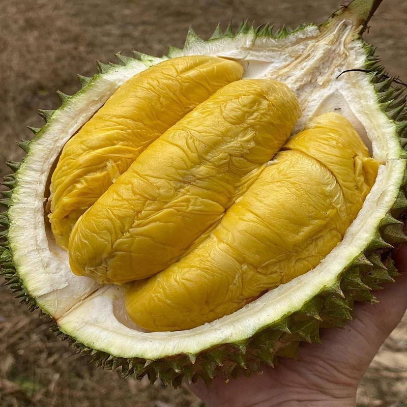 Fresh premium Musang King durian delivery Malaysia